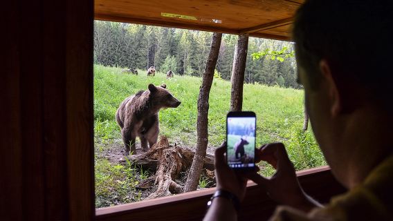 Day Trip & Bear Watching in the Land of Volcanoes