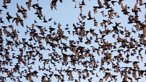 Lawatan Battambang Tuk Tuk: Bambootrain, Membunuh & Gua Kelawar, Matahari Terbenam