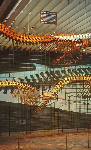 Frankfurt private charter day tour: Young Museum, Holbeinsteg, and Senckenberg Nature Museum