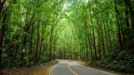 Chocolate Hills + Philippine Tarsier and Wildlife Sanctuary + Lobo River + Napaling Reef one-day tour