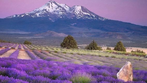 法國尼斯+上普羅旺斯阿爾卑斯+聖十字湖一日遊