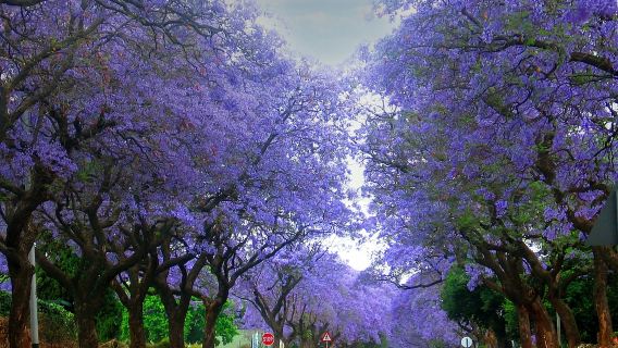 South Africa Pretoria + Lion Park one-day tour Round-trip from Johannesburg