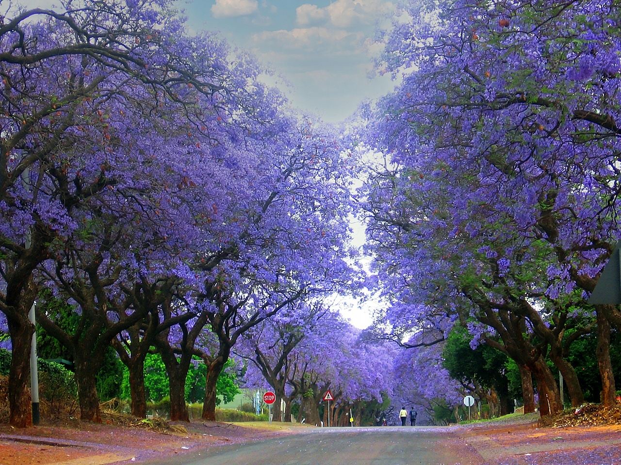 Pretoria + Lion & Safari Park Day Tour with Round-Trip Departure from Johannesburg