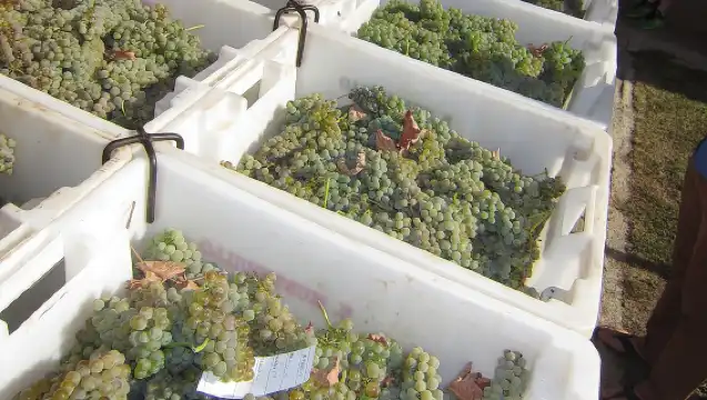 Private Wineries Tour from Valencia (morning tour)