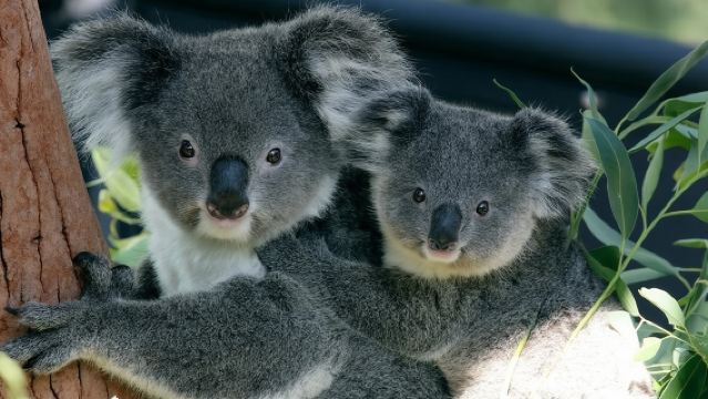 Ingresso allo Zoo di Taronga e Traghetto di Ritorno - Porto di Sydney