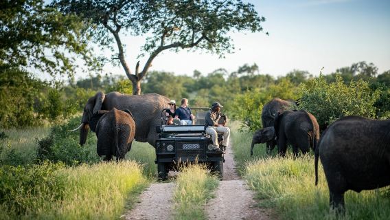 Kruger National Park day tour | Pickup in Hoedspruit | Big Five safari | Professional guide included