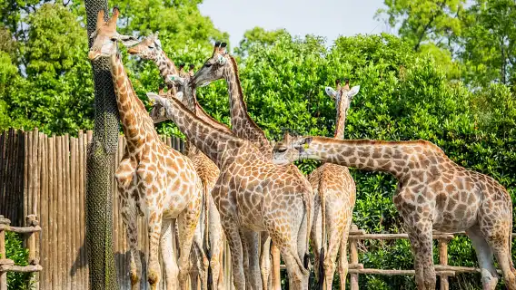 上海私人導覽一日遊 上海動物園