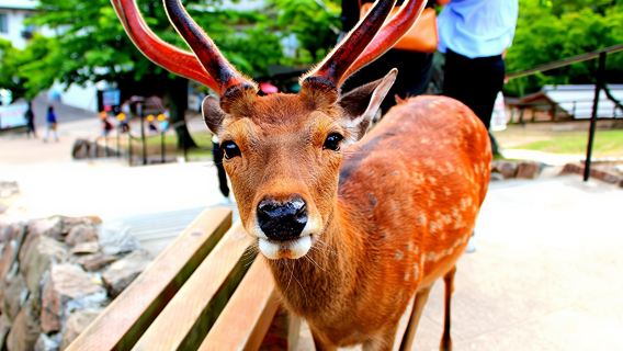 9人小團‧奈良宇治一日遊|可飯店接送+普通話服務+綠色純玩