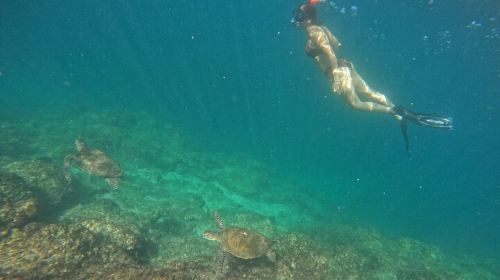 Private Snorkeling with turtles with BBQ food 7