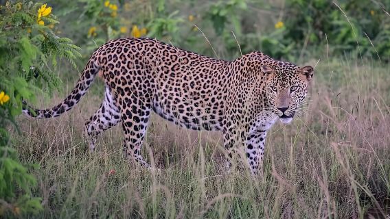 Yala National Park Private All-Inclusive Safari: Full or Half-Day