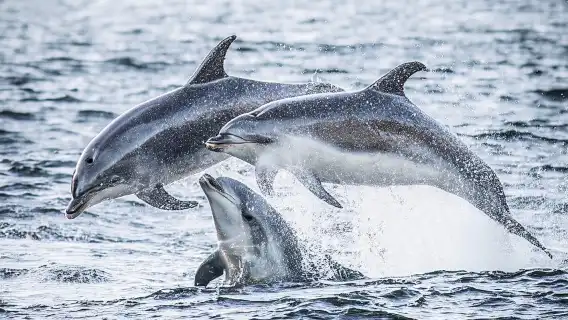 From Queenstown: Doubtful Sound Wilderness Day Trip