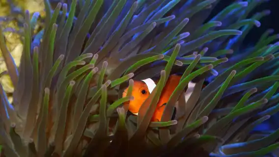 The Florida Aquarium Ticket