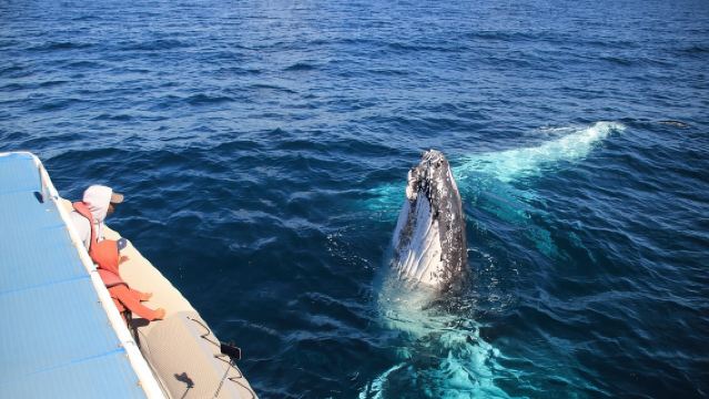 Сафари по наблюдению за китами в заливе Байрон
