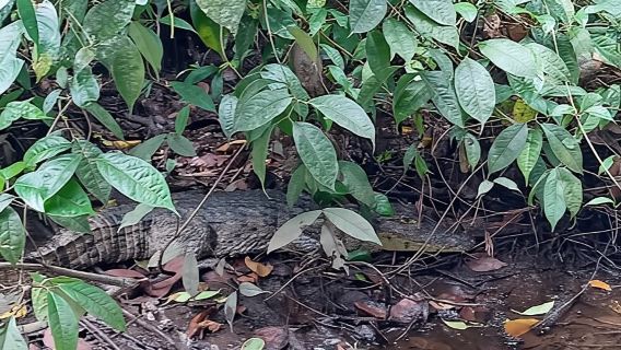 Tortuguero: Kajaktour durch die natürlichen Kanäle