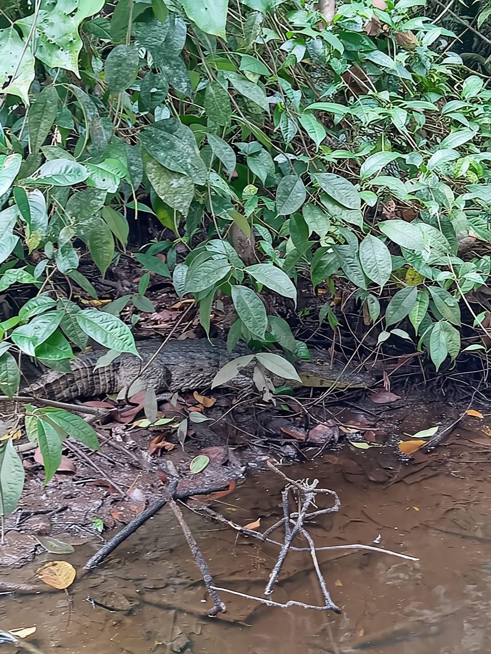 Tortuguero: tour in kayak attraverso i canali naturali
