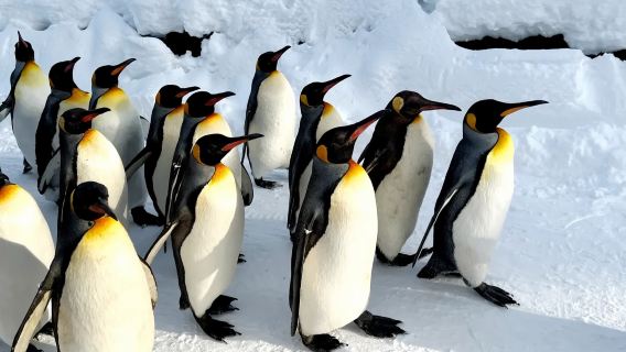 Hokkaido, Japan + Asahiyama Zoo + Biei's iconic tree + Blue Pond + Shikisai-no-oka Day Trip