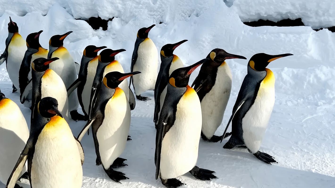 A day trip to Asahiyama Zoo, Forest Fairy Terrace, Biei, and Shikisai-oka in Hokkaido, Japan.