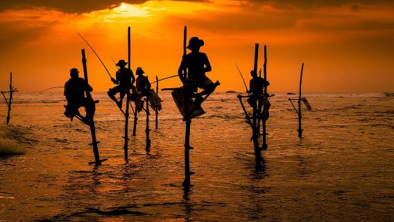 Southern Sri Lanka Sightseeing Day Trip From Colombo & Negombo