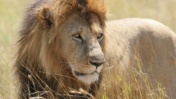 Half Day Guided Tour in Nairobi National Park With 4*4 Vehicle