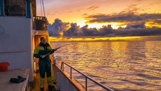 Trải nghiệm câu cá biển tại Tromso hoặc Dyrøya, Na Uy (tùy chọn tour câu cá hạng sang hoặc du thuyền ngắm vịnh hẹp + có thể thuê tàu riêng)