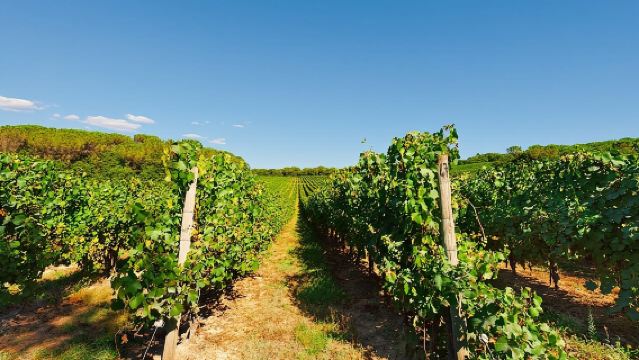 Excursión de un día con cata de vinos de Chianti al atardecer desde Florencia