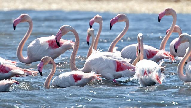Cagliari E-Bike Tour: Gulf, Canals & Flamingos at Molentargius