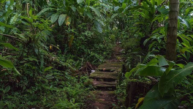 Half Day Grenada Sunshine Highlights Tour
