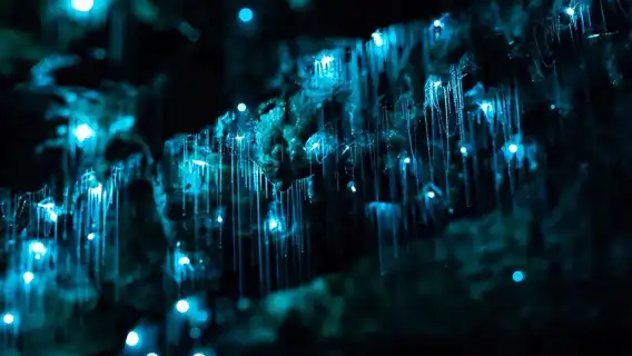 ทัวร์ 1 วันหมู่บ้านฮอบบิท+ถ้ำหิ่งห้อย นิวซีแลนด์ [บริการรับส่งในเมือง/ไกด์คนขับภาษาอังกฤษ-จีน]