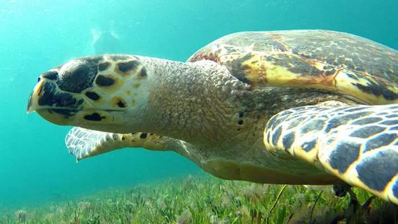 Cancun: Jungle Speedboat & Snorkeling Adventure