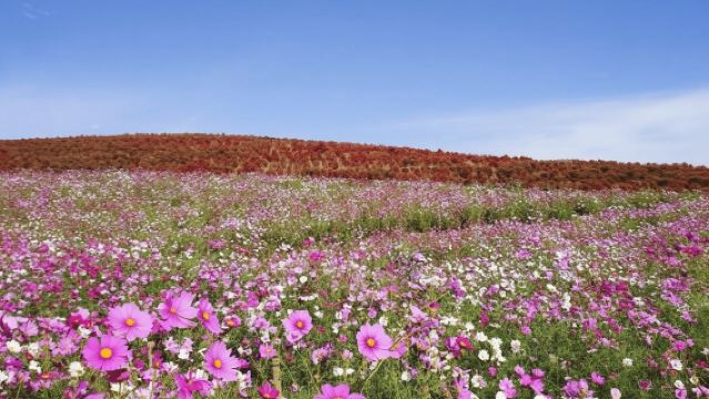 Ibaraki: Private, anpassbare Tour mit einem lokalen Guide