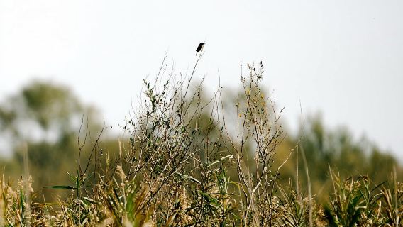 Lago Skadar: excursión matutina de observación de aves y fotografía