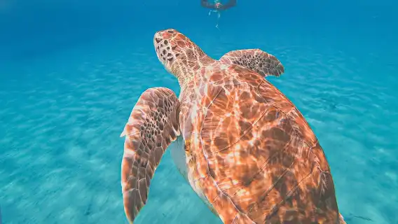 キュラソー島：ウミガメ湾＆ブルールームボートツアー