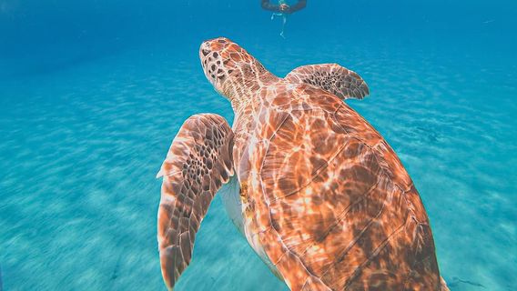 キュラソー島：ウミガメ湾＆ブルールームボートツアー