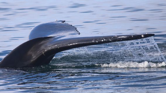 Reykjavik: escursione per l'osservazione delle balene e mostra sulle balene