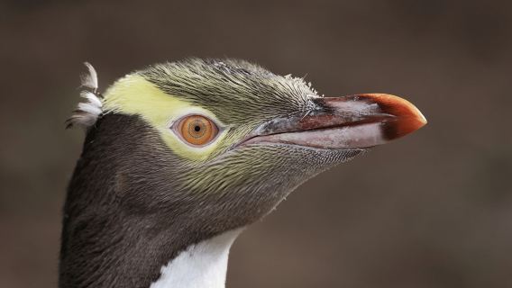 Dunedin: Wildlife and Penguin Tour