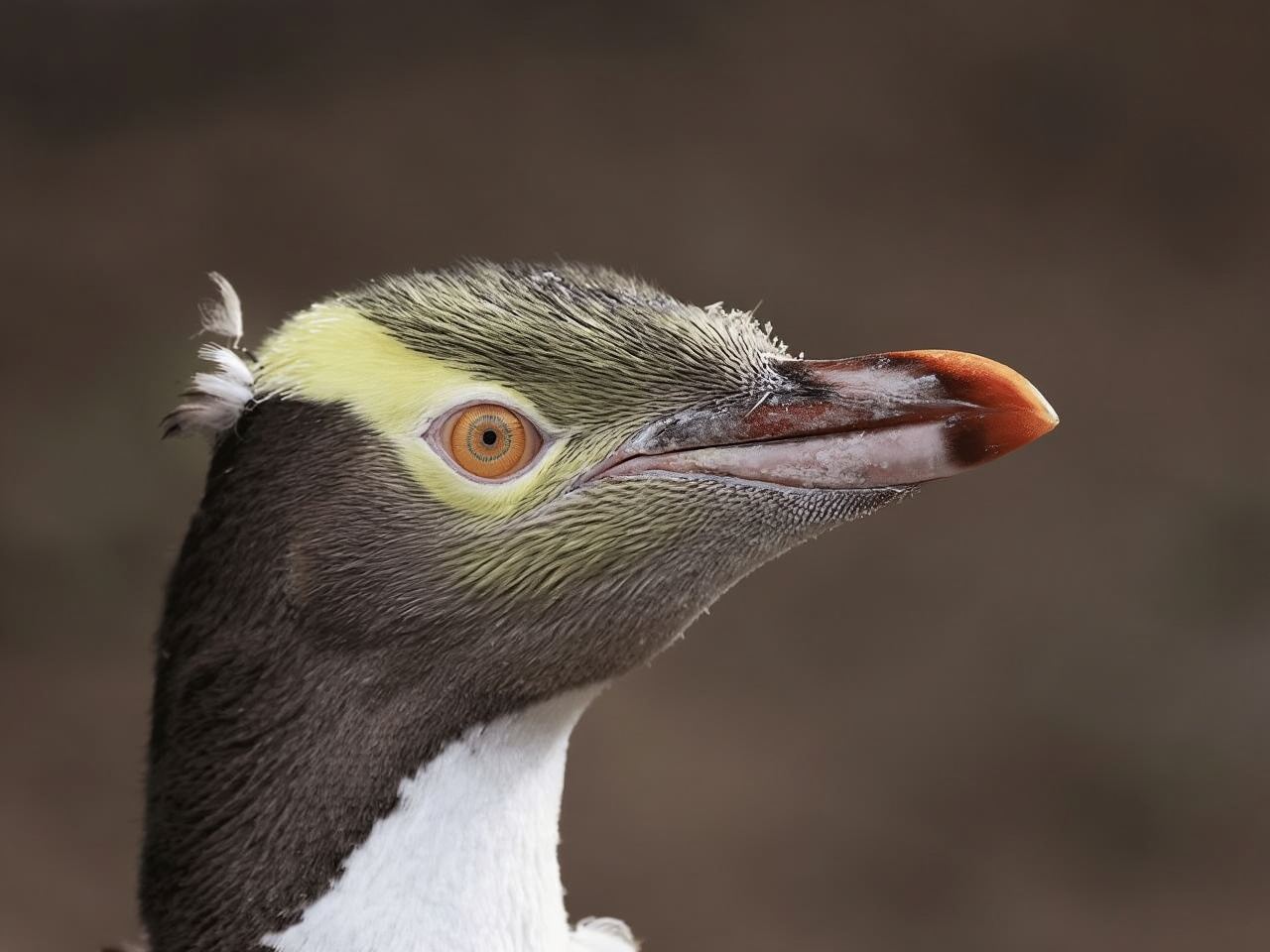 Dunedin: tour tra fauna selvatica e pinguini