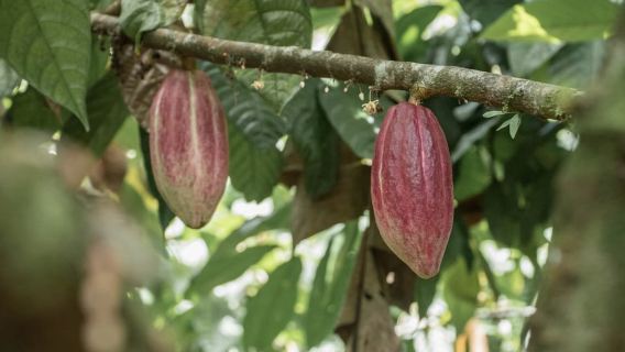 La Fortuna: tour de chocolate por la selva tropical