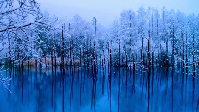 日本札幌來回+旭山動物園+白鬚瀑布+七星之樹+青池/私家包車