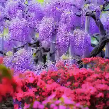 2026 Wisteria Story - Ashikaga Flower Park + Ibaraki Nemophila