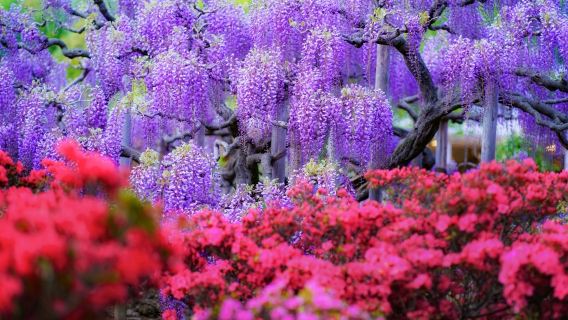 2026 Wisteria Story - Ashikaga Flower Park + Ibaraki Nemophila Fields 1-day Tour Including Admission Ticket