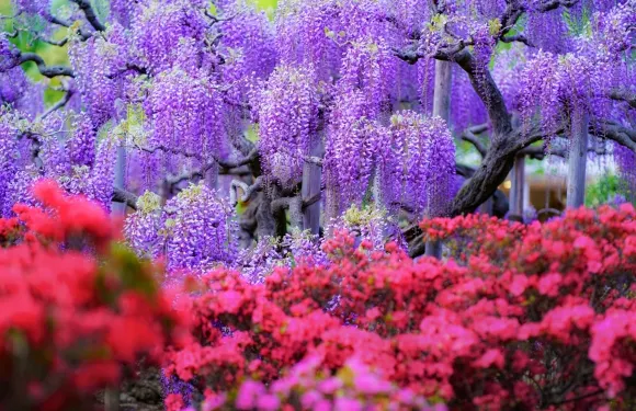 2026紫藤花物語-足利花卉公園+茨城粉蝶花海一日遊 含門票