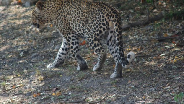 Hwange Full Day Safari Tour