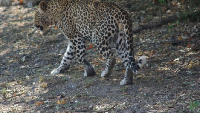 Hwange Full Day Safari Tour