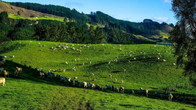 愛歌頓農場動物狂歡+螢火蟲洞夢幻之行【奧克蘭包車一日遊】