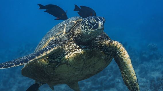 Moana's Waikīkī Grand Guided Turtle Snorkel & Sailing Adventure