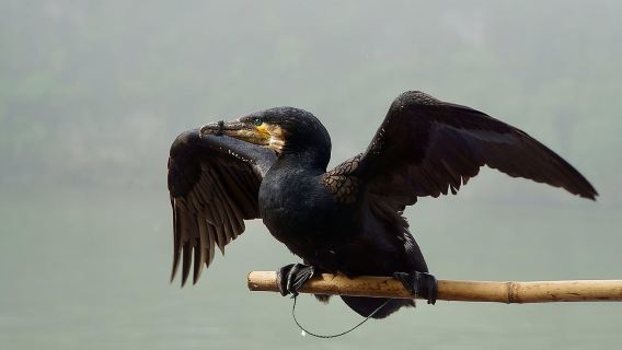 Private photography tour for traditional fishing man in Li river