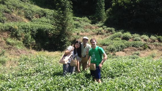 Private All-inclusive Day Tour of Tea-Making Experience at Mt. Mengding Tea Plantation