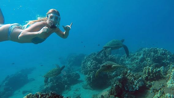 San Juan Guided Snorkel With Turtles Tour and Videos