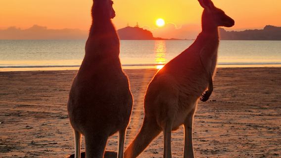 Lever de soleil avec les kangourous et les wallabies