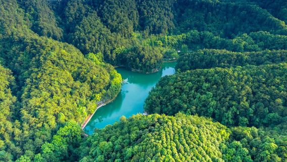Chongqing Jinyun Mountain Nature Reserve One-Day Private Tour
